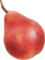 mão desenhada fruta aquarela madura em clipart de fundo branco. vetor