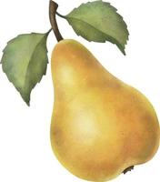 mão desenhada fruta aquarela madura em clipart de fundo branco. vetor