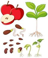 maçãs vermelhas com sementes e diagrama de crescimento de árvore