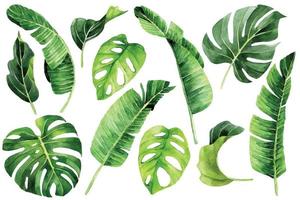 desenho em aquarela. conjunto de folhas tropicais. folhas verdes de palmeira, monstera, banana, plantas da floresta tropical vetor