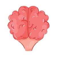 cérebro órgão humano saudável vetor