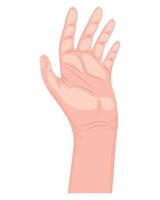 mão palma humana vetor