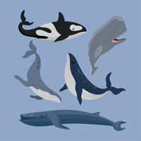 cinco baleias animais da vida marinha vetor