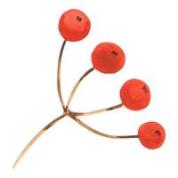 bagas vermelhas na haste do galho de árvore, elemento de design de outono, winterberry de natal pintado em aquarela, ilustração floral rústica para férias de natal. ilustração desenhada à mão em um fundo branco vetor