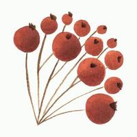 ramo de rowan com ilustração vetorial de frutos vermelhos isolado em um fundo branco. projeto de rowan de outono. frutas vermelhas e silvestres. objetos vetoriais, ícones, elementos. vetor