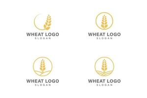 coleção de vetores de design de logotipo de trigo