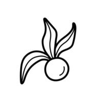 baga madura de physalis peruviana. ícone de esboço desenhado à mão de casca de tomate, groselha do cabo. ilustração vetorial isolada em estilo de linha doodle. vetor