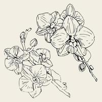 flor de vetor de orquídea. ilustração de tinta isolada.