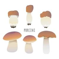 conjunto de cogumelos porcini vetor