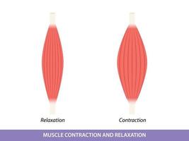 ilustração de contração e relaxamento muscular vetor