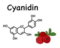 cranberries, bagas silvestres. cianidina é um composto orgânico natural, um tipo especial de antocianidina. estrutura química da antocianina c15h11o6. vetor