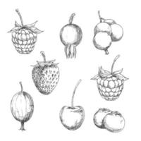 esboços de frutas frescas em estilo de gravura vetor
