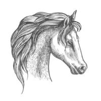 esboço de cabeça de cavalo árabe para design equestre vetor