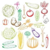 esboçar ícones de legumes recém-colhidos vetor