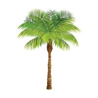 desenho de palmeira vetor