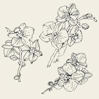 flor de vetor de orquídea. ilustração de tinta isolada.