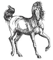 ilustração de desenho de mão de cavalo árabe em vetor