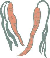 esboço de ilustração isolado de vetor de cenoura