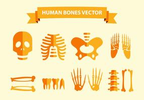 Vector dos ossos humanos