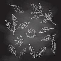 Vector conjunto de folhas de limão desenhadas à mão. folhas, casca, semente e esboço de galho. frutas tropicais folhas de ilustração de estilo gravado. desenho detalhado de tinta cítrica. esboço branco isolado na lousa preta.