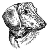 ilustração de desenho de mão de vetor de retrato de dachshund