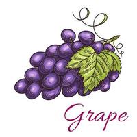 ícone de vetor de bagas de uva preta