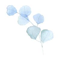 ramos azuis aquarela com folhas. folha de hortaliças pintadas à mão isoladas. pode ser usado como sendo um elemento no design decorativo de convites, casamentos ou cartões de felicitações. vetor