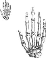 mão esqueleto esboço ilustração vetor arte desenho