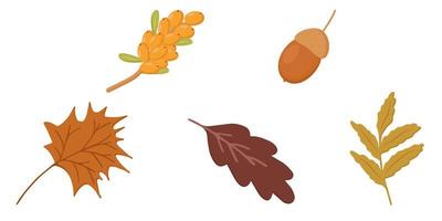 elementos de outono folha de bordo carvalho carvalho bolota mar espinheiro ramo vetor