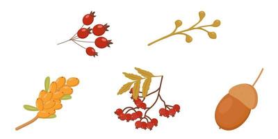 elementos de outono ramo de sorveira bolota mar buckthorn ramo bagas de rosa mosqueta vetor