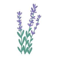 mão desenhada bando de flores de lavanda, ilustração vetorial plana isolada no fundo branco. flores roxas de desenho bonito. conceitos de aromaterapia e spa. erva para fitoterapia alternativa. vetor