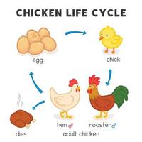 gráfico de diagrama de ciclo de vida de frango no desenho de vetor de doodle kawaii de assunto de ciência