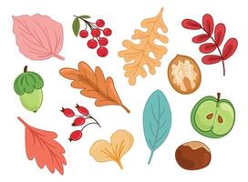 ilustração vetorial outono conjunto com folhas, viburno, rosa mosqueta, noz, castanha, maçã, bolota