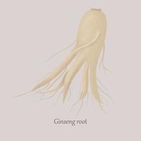 planta médica de raiz de ginseng em um fundo cinza. raiz de ginseng panax com propriedades benéficas. vetor