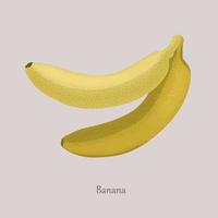 banana doce de frutas tropicais. banana amarela madura. vetor