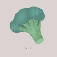 brócolis inteiro é um vegetal fresco e saudável. vetor