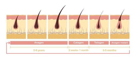 ilustração do ciclo de crescimento do cabelo. diagrama anatômico de folículos pilosos de desenvolvimento de telagen anágeno. vetor