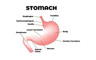 saúde e educação médica desenho gráfico do estômago humano vetor
