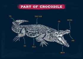 parte do vocabulário de crocodilo da ilustração vetorial do corpo vetor