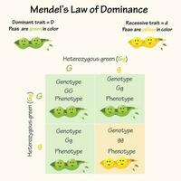 lei de dominância de mendel vetor