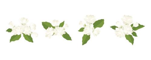coleção de mão desenhada de ilustração de flor de jasmim. vetor