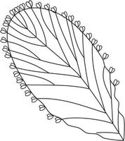 ícone de vetor de folha de bryophyllum preto e branco