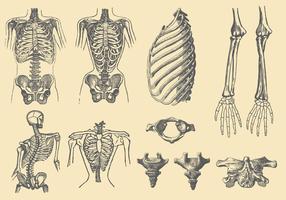 Ossos e deformações humanas vetor