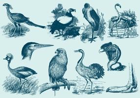 Desenhos de grandes pássaros vetor