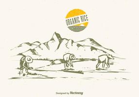 Ilustração do vetor do campo de arroz desenhado grátis