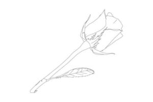 ilustração vetorial, página para colorir kdp, flores de contorno vetorial. página para colorir de arte de linha com rosas e folhas vetor