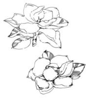 desenho vetorial de flor de magnólia pintada à mão preta vetor