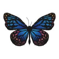 estilo de desenho de ilustração de borboleta vetor