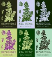 conjunto de desenhos vetoriais de melissa officinalis em cores diferentes. ilustração desenhada à mão. nome latino melissa officinalis l. vetor