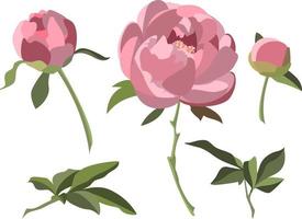 peônias rosa isoladas no fundo branco. vetor definido com flores, botões e folhas